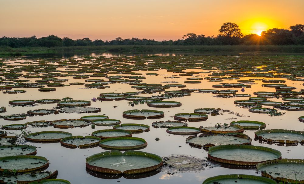 pantanal - 10 destinos mais procurados no Brasil